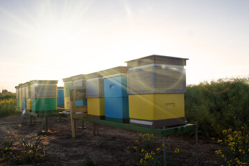Fototapeta na wymiar Hives with bees on rapeseed field, bee flights. Sunny 