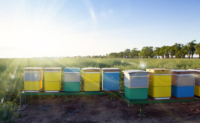 Honey production and bees keeping.