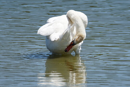 Swan getting whiter and whiter