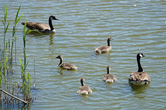 Canada geese family