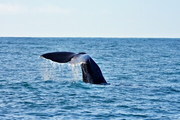 Fototapeta premium Pottwal taucht ab