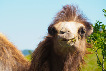 Funny animal, portrait of a camel with mohawk on his head