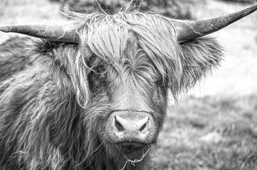 Wild cow in a green summer field black and white 