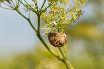 Shell of a common snail, Cornu asperse, on a wild carrot plant with a blurred sky background in warm evening light in summer and copy space.