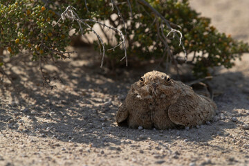 Egyptian Nightjar resting under the shade of bushes in the desert of Bahrain