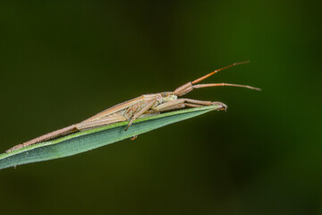 Close up of a capsid bug, Lygocoris pabulinus, on a blade of grass with a plain dark green background and copy space.