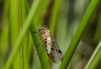 Detailed close up of a female Scorpion fly, Panorpa communis, perched on a grass stem.