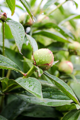 Unopened peony buds close up with raindrops