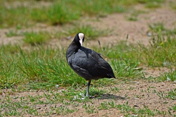 Dzikie ptactwo © Edward