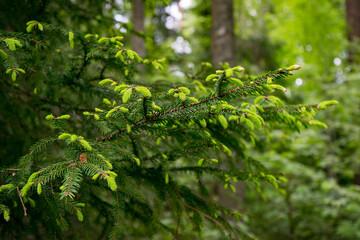 green moss on tree