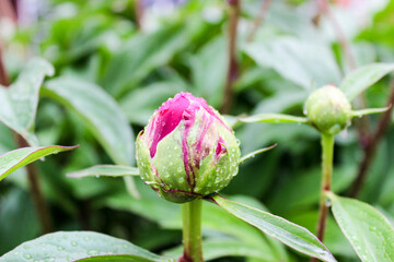 Unopened peony buds close up with raindrops