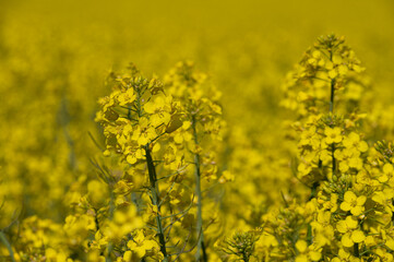 Obraz premium Rapeseed flower field in the Spring/Summer