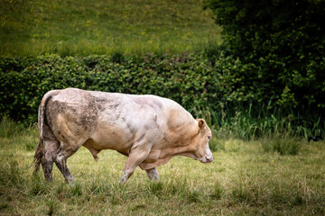 Close up of large white bull walking across a field