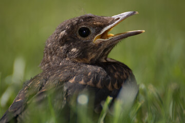 bird in the grass
