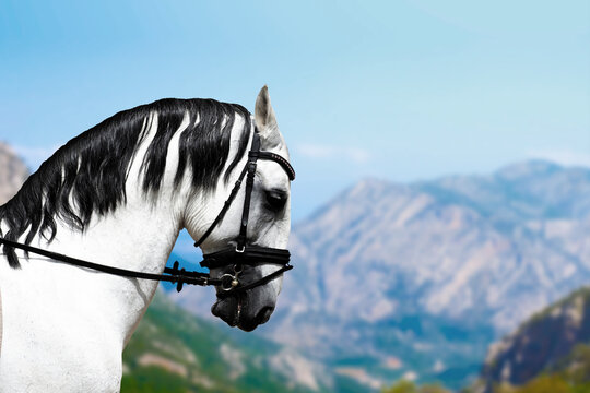 Gray lusitano horse with black mane, lusitanian