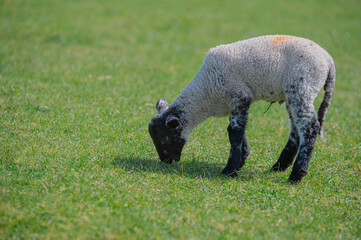 Spring lambs in a green meadow field during Spring / Summer