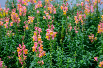 Pink-yellow foxglove flowers.