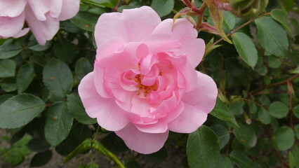 pinke Rose / pink rose (close up)