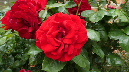 rote Rose / red Rose (close up)