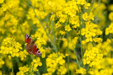 Rapeseed flower field with butterfly in the Spring / Summer