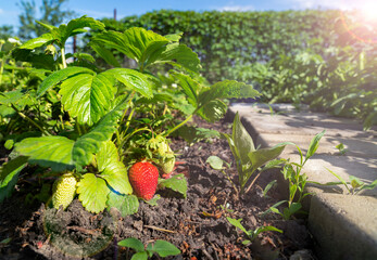 strawberry bushes with red berries grow in the garden in summer