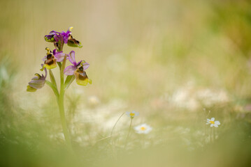 Orquídea Ophrys tenthredinifera, o abejera rosa, con fondo desenfocado.