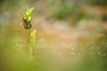 Orquídea silvestre Ophrys speculum, con fondo desenfocado.