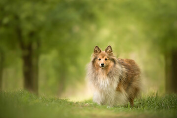 Fototapeta na wymiar Pretty shetland sheepdog standing in a green beautiful spring forest