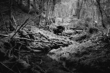 old tree stump