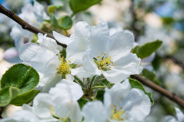 Fototapeta premium White flowers of apple tree. Beautiful blossoming apple tree branch