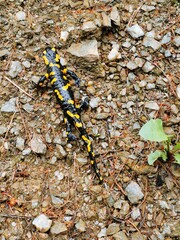 Feuersalamander