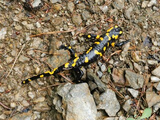 Feuersalamander