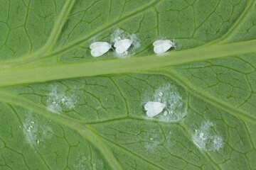 The Cabbage Whitefly (Aleyrodes proletella) on the underside of a poppy leaf. It is a species of...