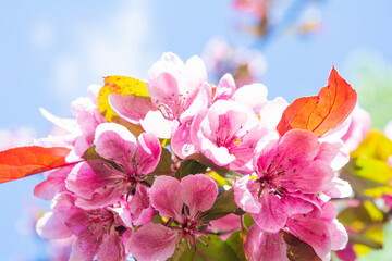 Pink flowers of apple tree against blue sky. Blossoming apple tree branch