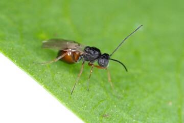 Iraella luteipes Gall wasp (Hymenoptera: Cynipidae). It is pest of Papaver somniferum commonly known as the opium poppy or breadseed poppy.