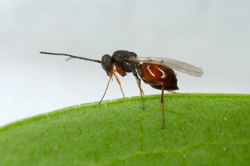 Iraella luteipes Gall wasp (Hymenoptera: Cynipidae). It is pest of Papaver somniferum commonly...