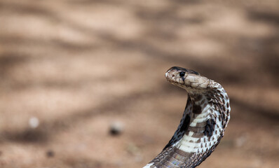 Royal cobra in Sri Lanka