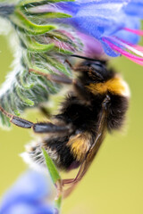 close up of bee on blue flower