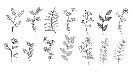 Collection of flower herbs natural leaves. Decorative beauty elegant illustration for hand drawing design.