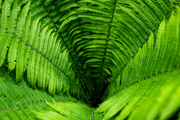 Polypodiopsida, Syn.: Filicopsida, Pteridopsida