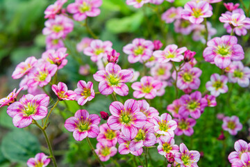 Small alpine pink flowers ground cover background