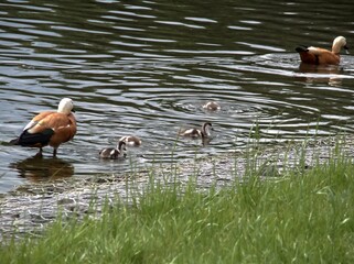 Red ducks with chicks swim in the lake near the shore.