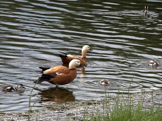 Red ducks fire guard their ducklings.
