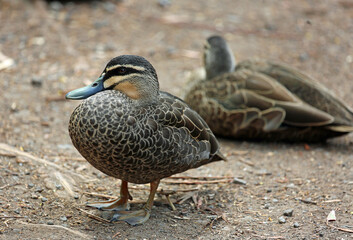 Pacific black duck - Kenneth River, Victoria, Australia