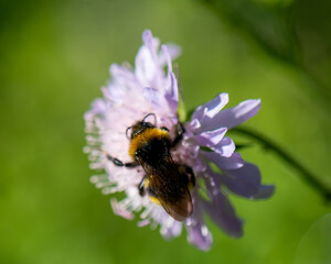 bee on a pink flower