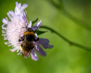 bee on a flower