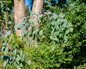 eucalyptus leaves on tree in nature 