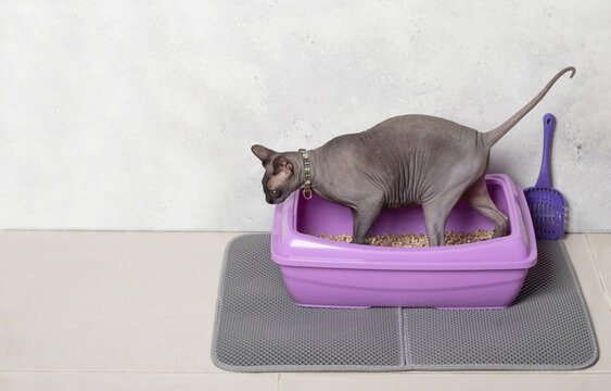 Cute cat sphinx tray purple plastic and scoop on floor and waterproof mat. Toilet wood litter