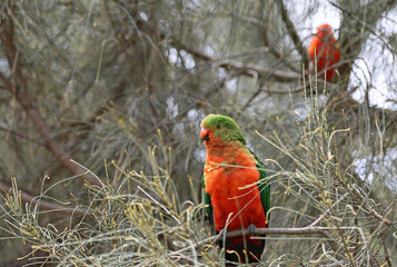 Australian King Parrot on the branch - Kenneth River, Victoria, Australia