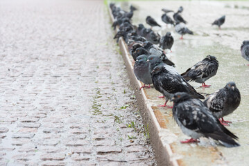 Pigeons sitting on the curb. Rain and bad weather, cold and bad weather. Wet pigeons in the rain. The concept of homelessness and restlessness. Soft focus, selective focus.